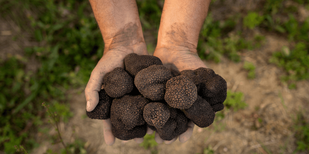Freshly dug black truffles from the Motovun forest held in two hands